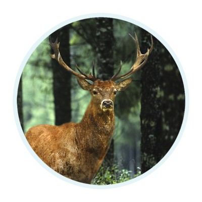 2" Deer Mylar Medallion Insert Disc