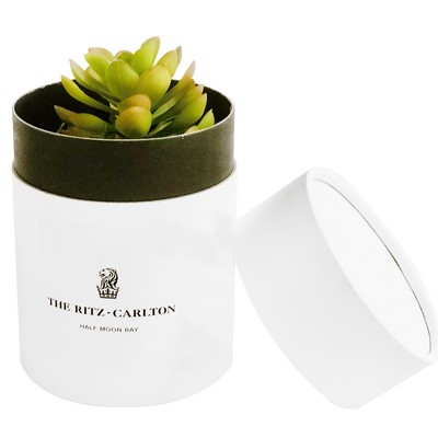 Assorted Succulents in White Round Box