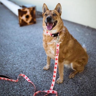 6' Slip Dog Leash