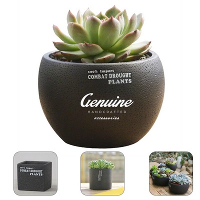 Mini Desktop Succulent Plant Flowerpot