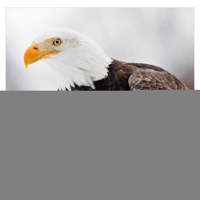 Wildlife Wall Calendar: 2026 Stapled