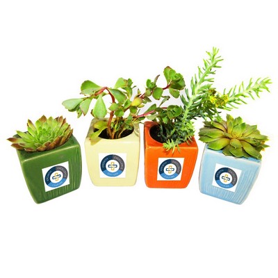Assorted Succulents in 3" Ceramic Pot