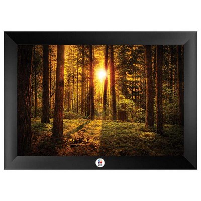 Sunlight in the Forest